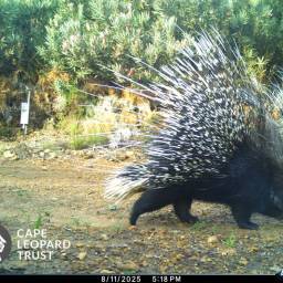 Porcupine